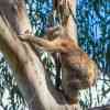 Koala Bear Great Ocean Road Cottages