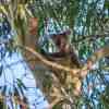 Koala spotted from Balcony of Great Ocean Road Cottages