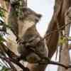 Koala Bear Cape Otway