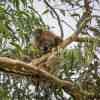 Koala Bear Cape Otway