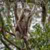 Koala Bear Cape Otway