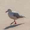 seagull