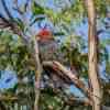 Gang-Gang Cockatoo male