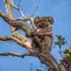 Koala in Cape Otway