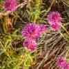 Flowers in the rainy season