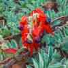 Flowers in the rainy season