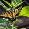 Butterfly Big Cypress