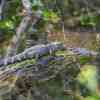 Big Cypress young aligator
