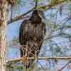 Black Vulture in Big Cypress