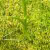 Morne Trois Pitons Vegetation