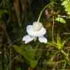 Morne Trois Pitons Vegetation