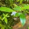 Morne Trois Pitons Vegetation