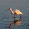 Okavango