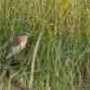 Okavango