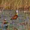 Okavango