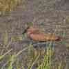 Okavango