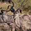 Okavango