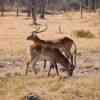 Okavango