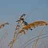 Okavango