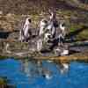 Boulder Beach Penguins