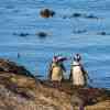 Boulder Beach Penguins