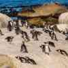 Boulder Beach Penguins