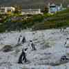 Boulder Beach Penguins