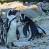 Boulder Beach Penguins