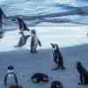 Boulder Beach Penguins