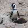 Boulder Beach Penguins