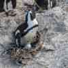 Boulder Beach Penguins