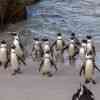 Boulder Beach Penguins