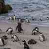 Boulder Beach Penguins