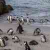 Boulder Beach Penguins