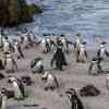 Boulder Beach Penguins