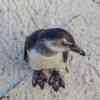 Boulder Beach Penguins