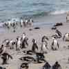 Boulder Beach Penguins