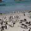 Boulder Beach Penguins