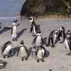 Boulder Beach Penguins