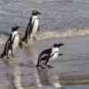 Boulder Beach Penguins