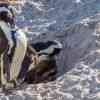 Boulder Beach Penguins