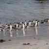 Boulder Beach Penguins