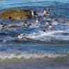 Boulder Beach Penguins