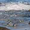 Boulder Beach Penguins