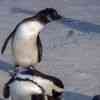 Boulder Beach Penguins