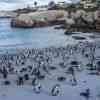 Boulder Beach Penguins