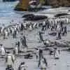 Boulder Beach Penguins