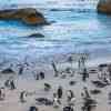 Boulder Beach Penguins