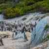 Boulder Beach Penguins