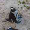 Boulder Beach Penguins